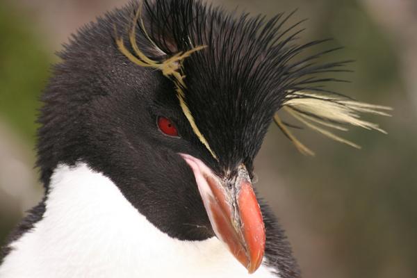 Rockhopper Penguin